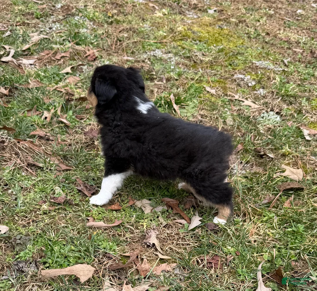 Australian Shepherd dogs for sale: Trixie - Ad 7
