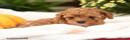 Toy Poodle dogs for sale: Peter - Ad 5