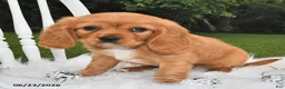 Beaglier dogs for sale: Cuddles - Ad 3