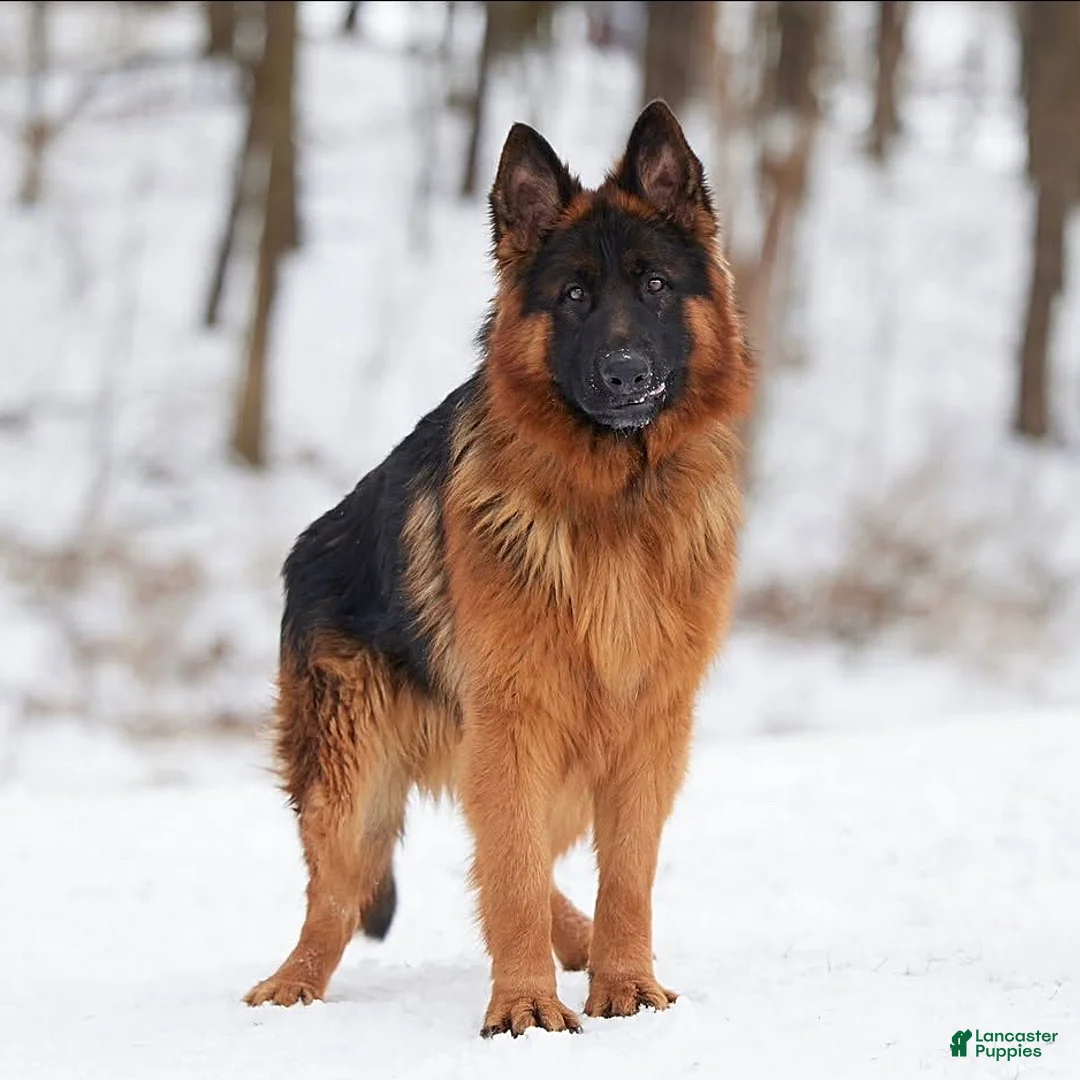 German Shepherd dogs for sale: Beauty - Ad 6