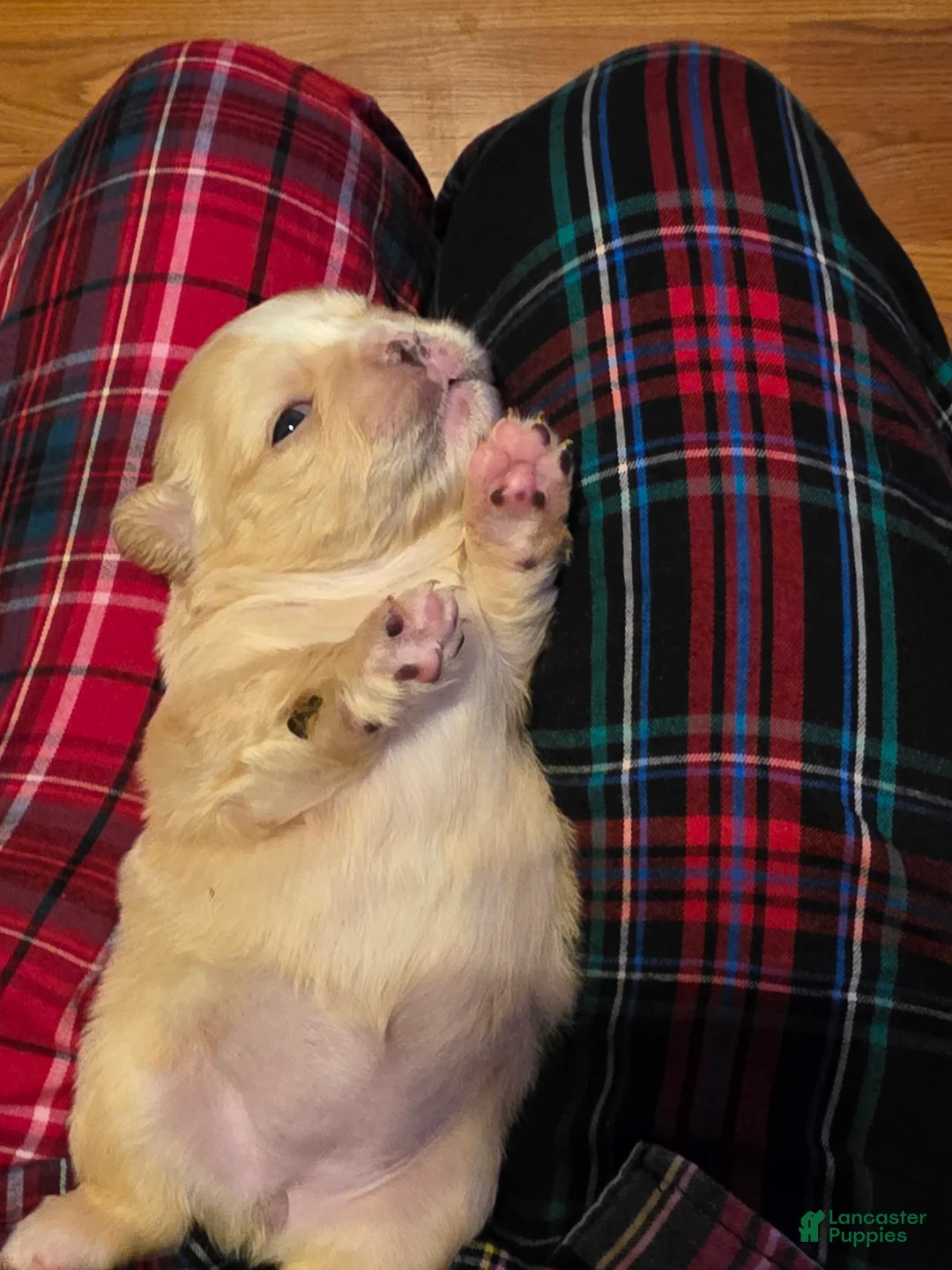 French Bulldog dogs for sale: Female 2 - Ad 3