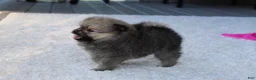 Pomeranian dogs for sale: Lola - Ad 7