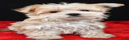 Morkie dogs for sale: Chip - Ad 1