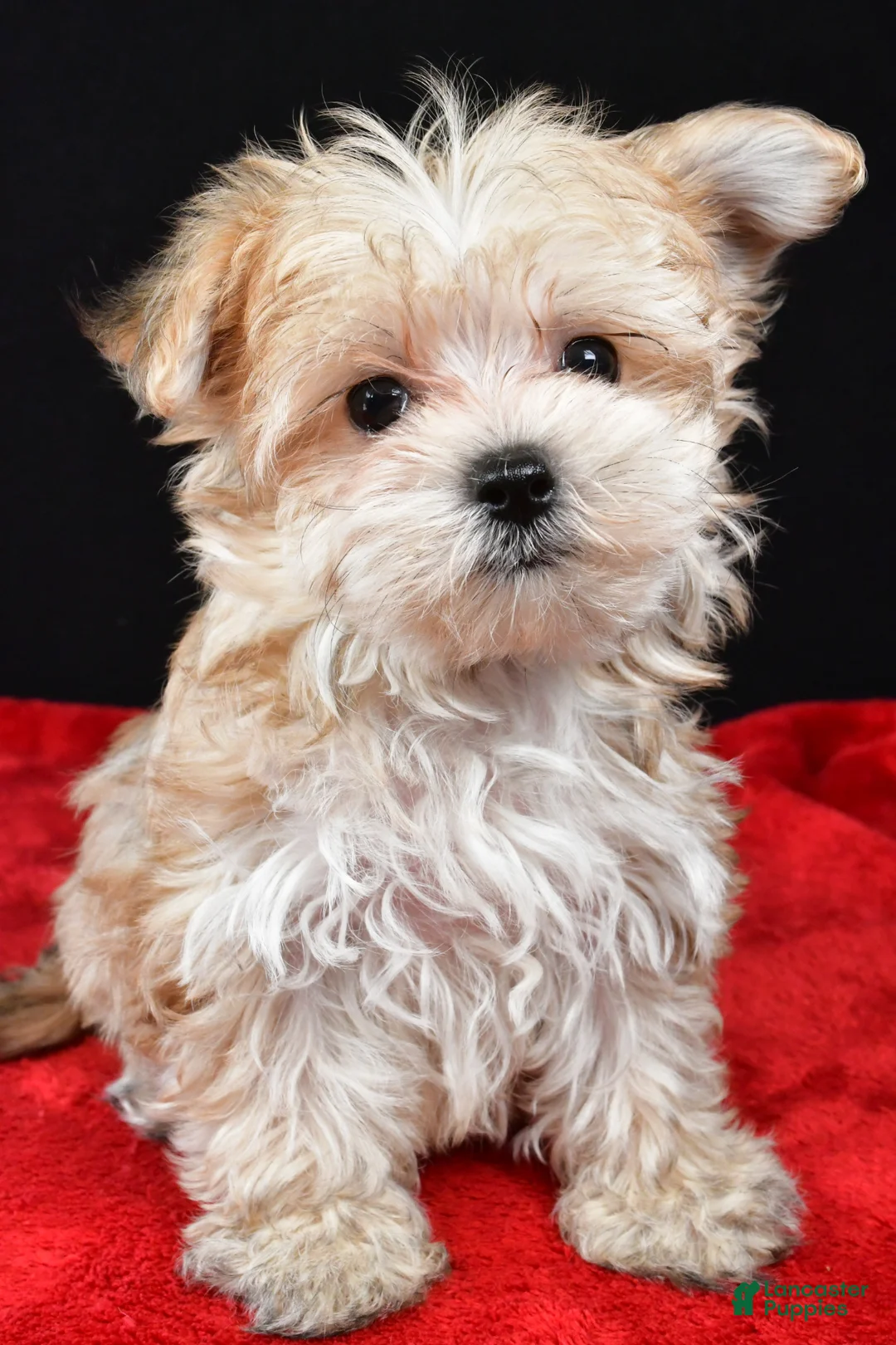 Morkie dogs for sale: Chip - Ad 1