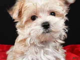 Morkie dogs for sale: Chip - Ad 2