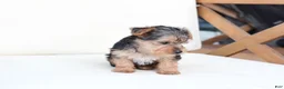 Yorkshire Terrier dogs for sale: Scout - Ad 8