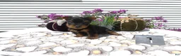 Yorkshire Terrier dogs for sale: Yorkshire Terrier 1 Marko - Ad 5