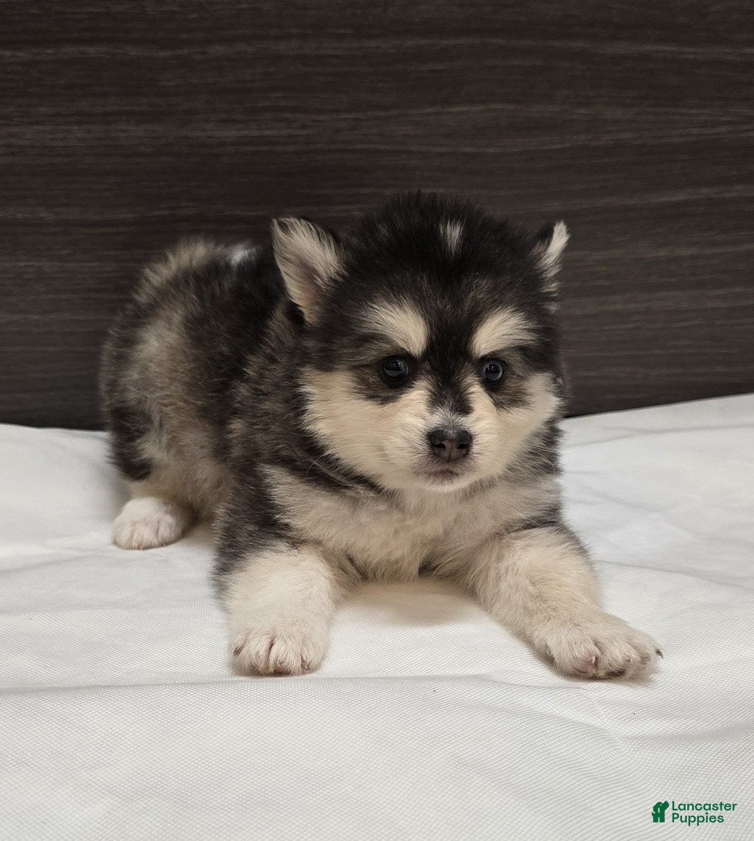 Pomsky dogs Leo - Ad 1