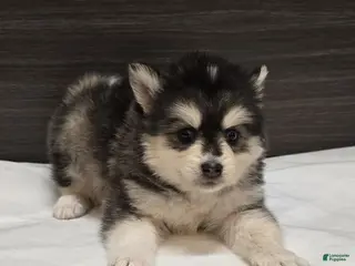 Pomsky dogs for sale: Leo - Ad 1
