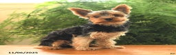 Yorkshire Terrier dogs for sale: Little Mowgli - Ad 3