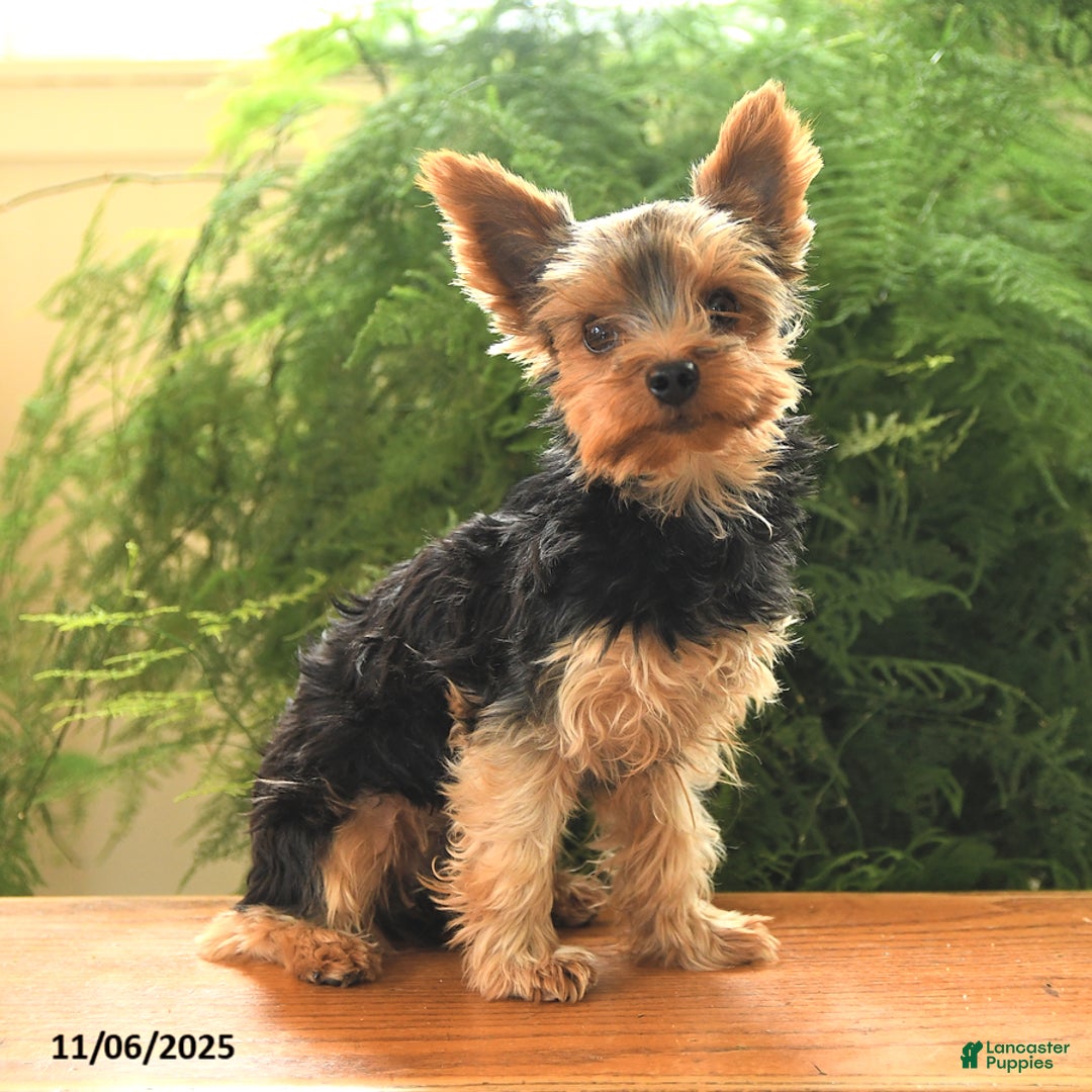 Yorkshire Terrier dogs for sale: Little Mowgli - Ad 3