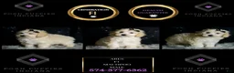 Maltipoo dogs for sale: Ares - Ad 2