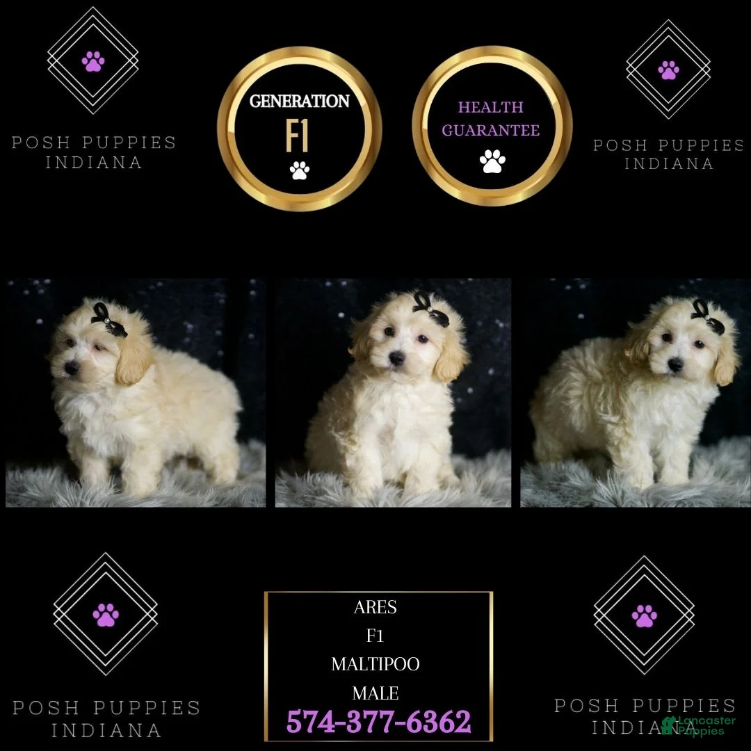 Maltipoo dogs for sale: Ares - Ad 2
