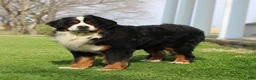 Bernese Mountain Dog dogs for stud: Xander Van't Stokerybos  - Ad 4