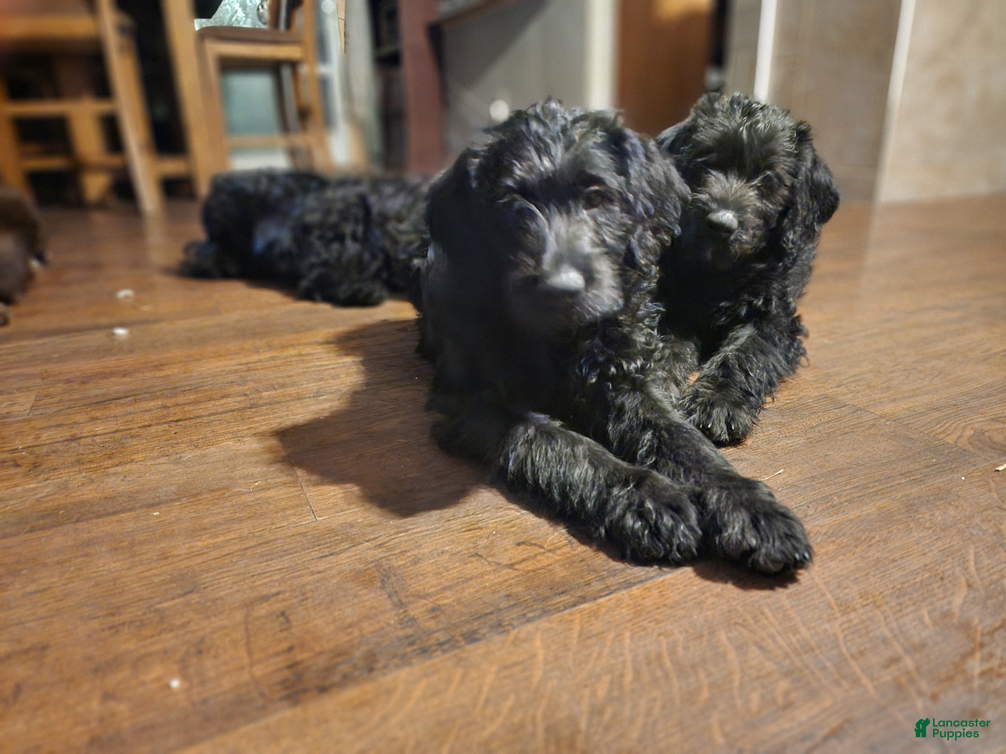 Labradoodle dogs for sale: Labradoodle purple collar - Ad 1