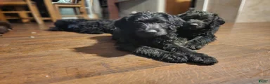 Labradoodle purple collar