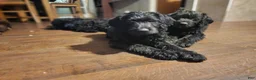 Labradoodle dogs for sale: Labradoodle purple collar - Ad 1