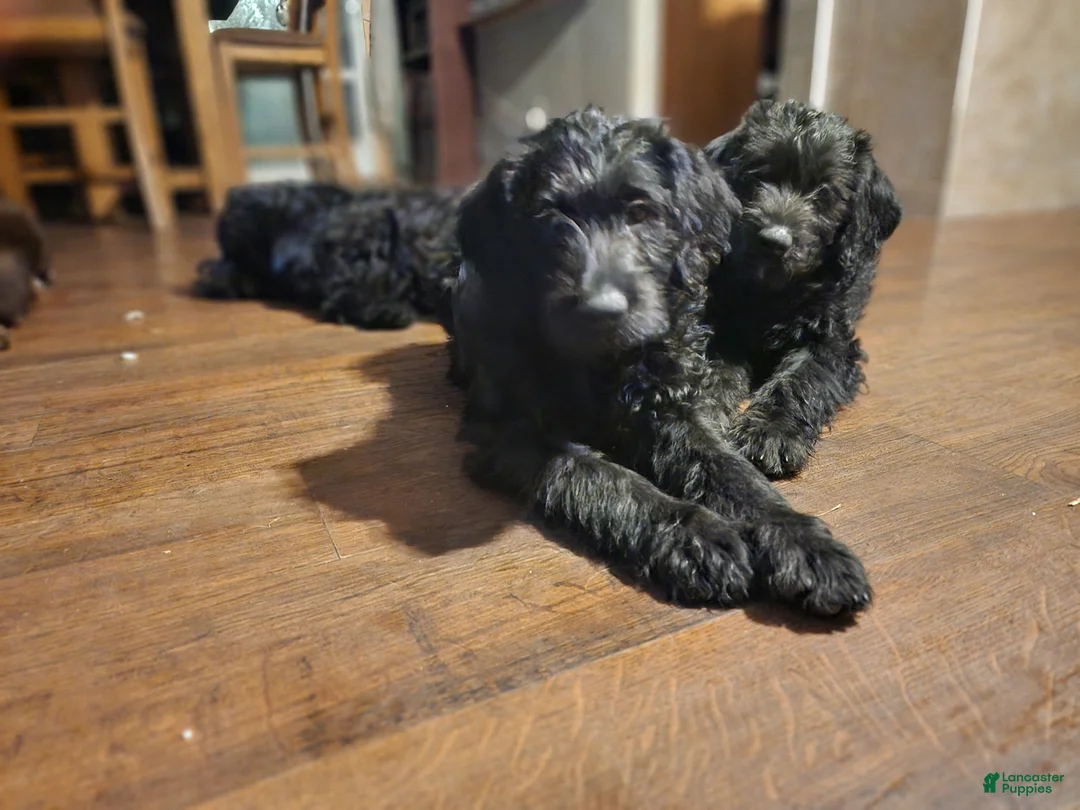 Labradoodle dogs for sale: Labradoodle purple collar - Ad 1