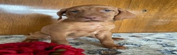 Vizsla dogs for sale: Eden - Ad 4