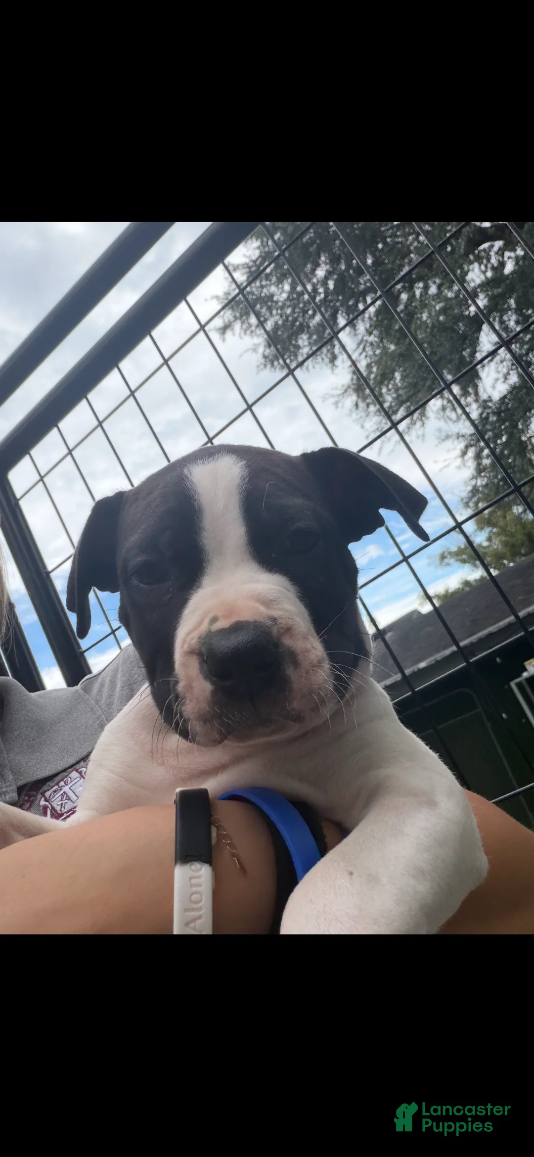 South African Boerboels dogs for sale: South African Boerboels 2 - Ad 2