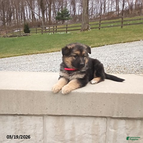 German Shepherd dogs Sally - Ad 2