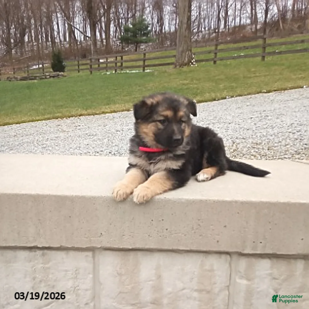 German Shepherd dogs for sale: Sally - Ad 2