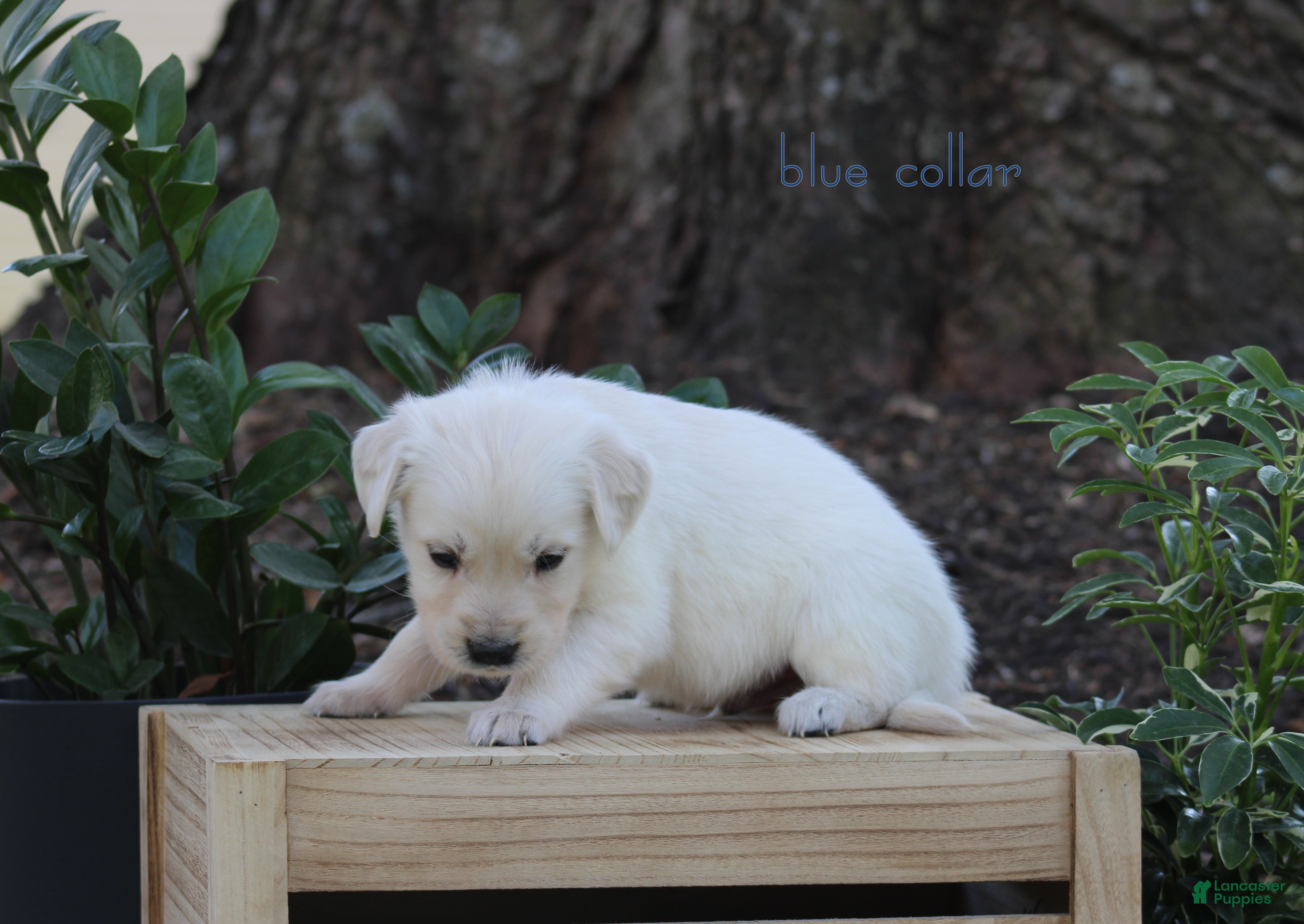 Golden Retriever dogs Golden Retriever Blue Collar - Ad 2