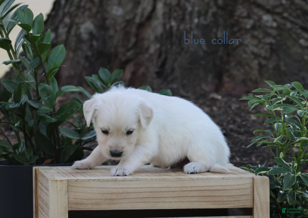 Golden Retriever dogs for sale: Golden Retriever Blue Collar - Ad 2