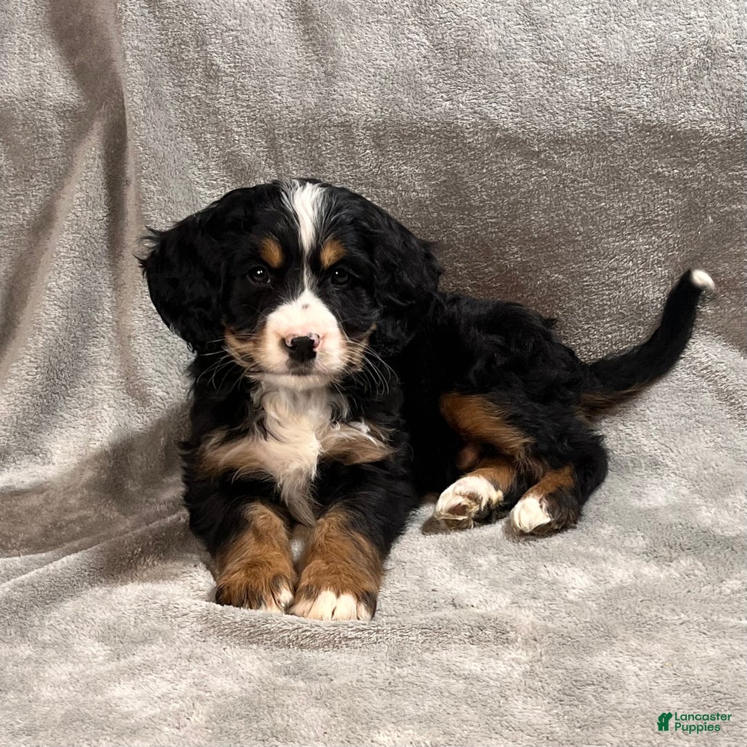 Mixed Breed dogs for sale: Gunner - Ad 1