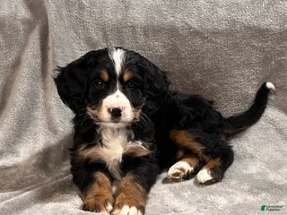 Mixed Breed dogs Gunner - Ad 1