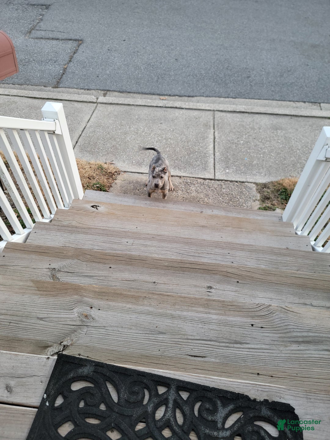 American Bully dogs for sale: American Bully Puppy 1 - Ad 4