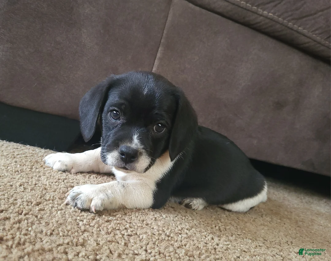 Puggle dogs for sale: Titus - Ad 1