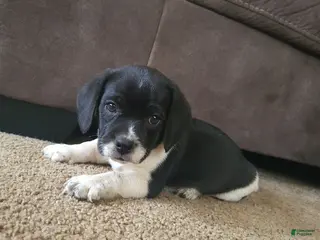 Puggle dogs Titus - Ad 2