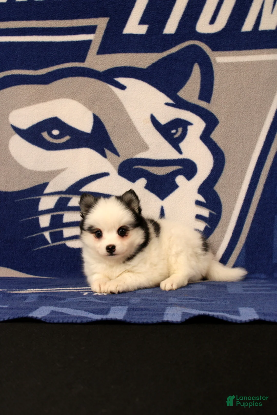 Pomsky dogs for sale: Liberty - Ad 4