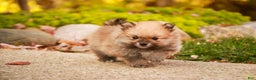 Pomeranian dogs for sale: Ben - Ad 8