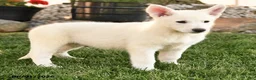 German Shepherd dogs for sale: Frank  - Ad 2