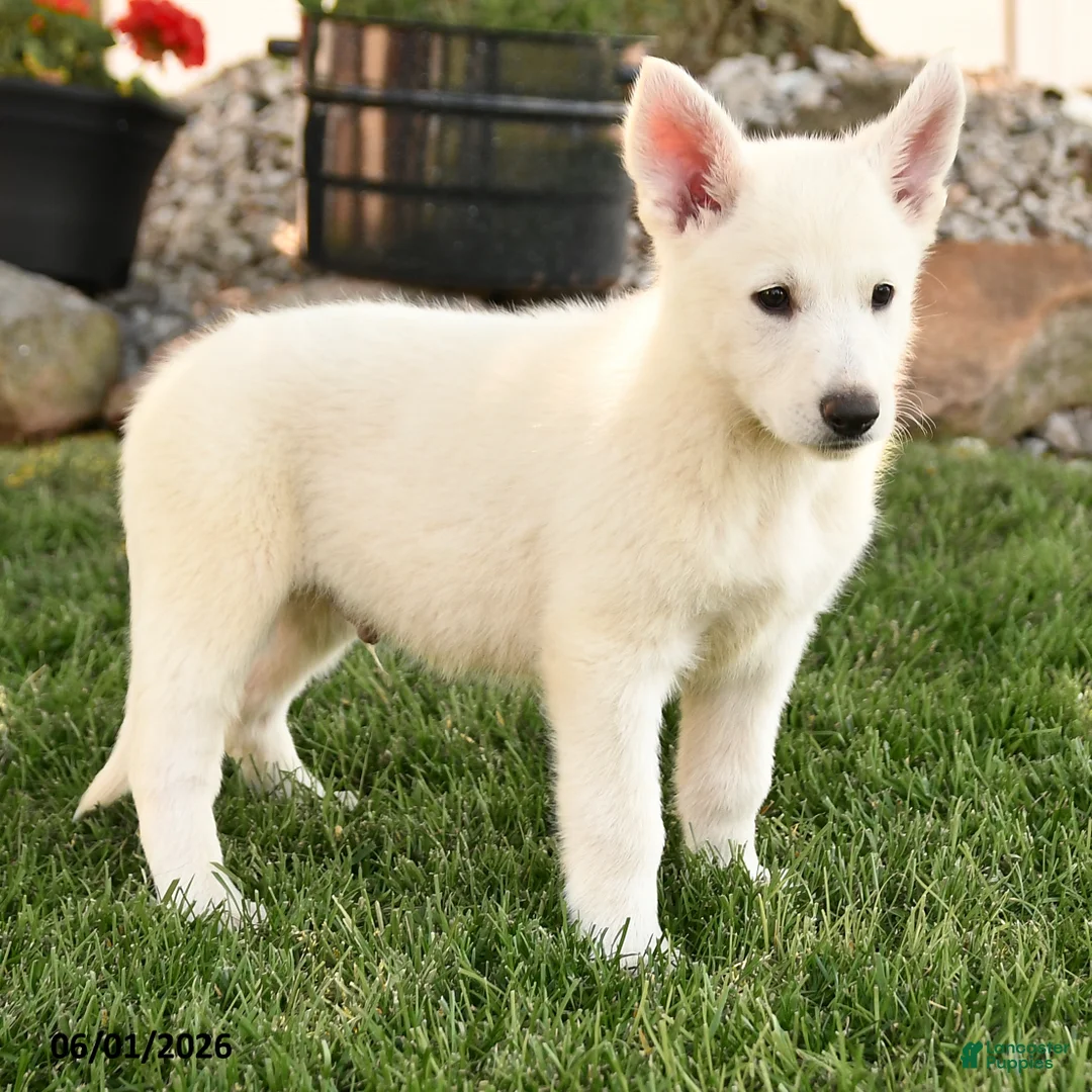 German Shepherd dogs for sale: Frank  - Ad 2