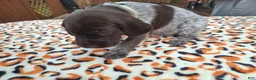 German Shorthaired Pointer dogs for sale: German Shorthaired Pointer Meadow - Ad 3