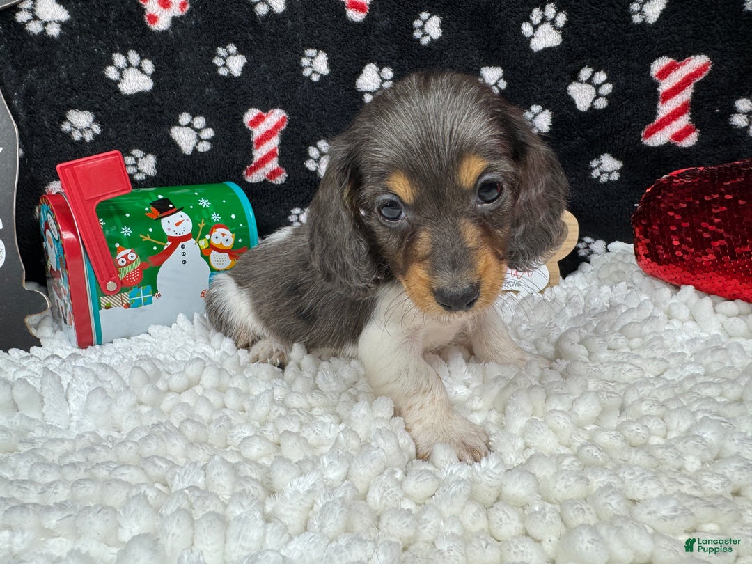 Miniature Dachshund dogs for sale: Miniature Dachshund Puppy 3 - Ad 3
