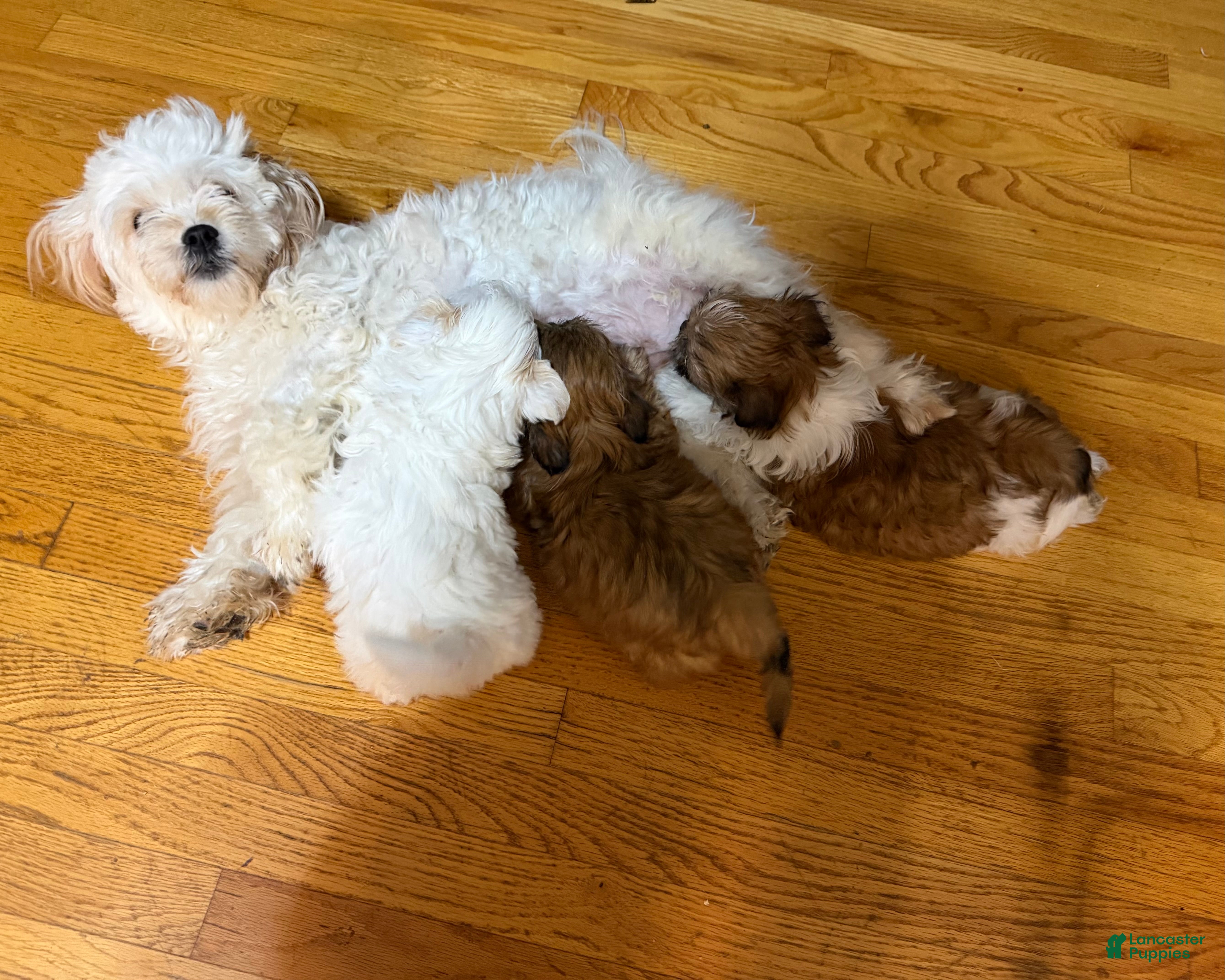 Malshi dogs Malshi Puppy 1 - Ad 2