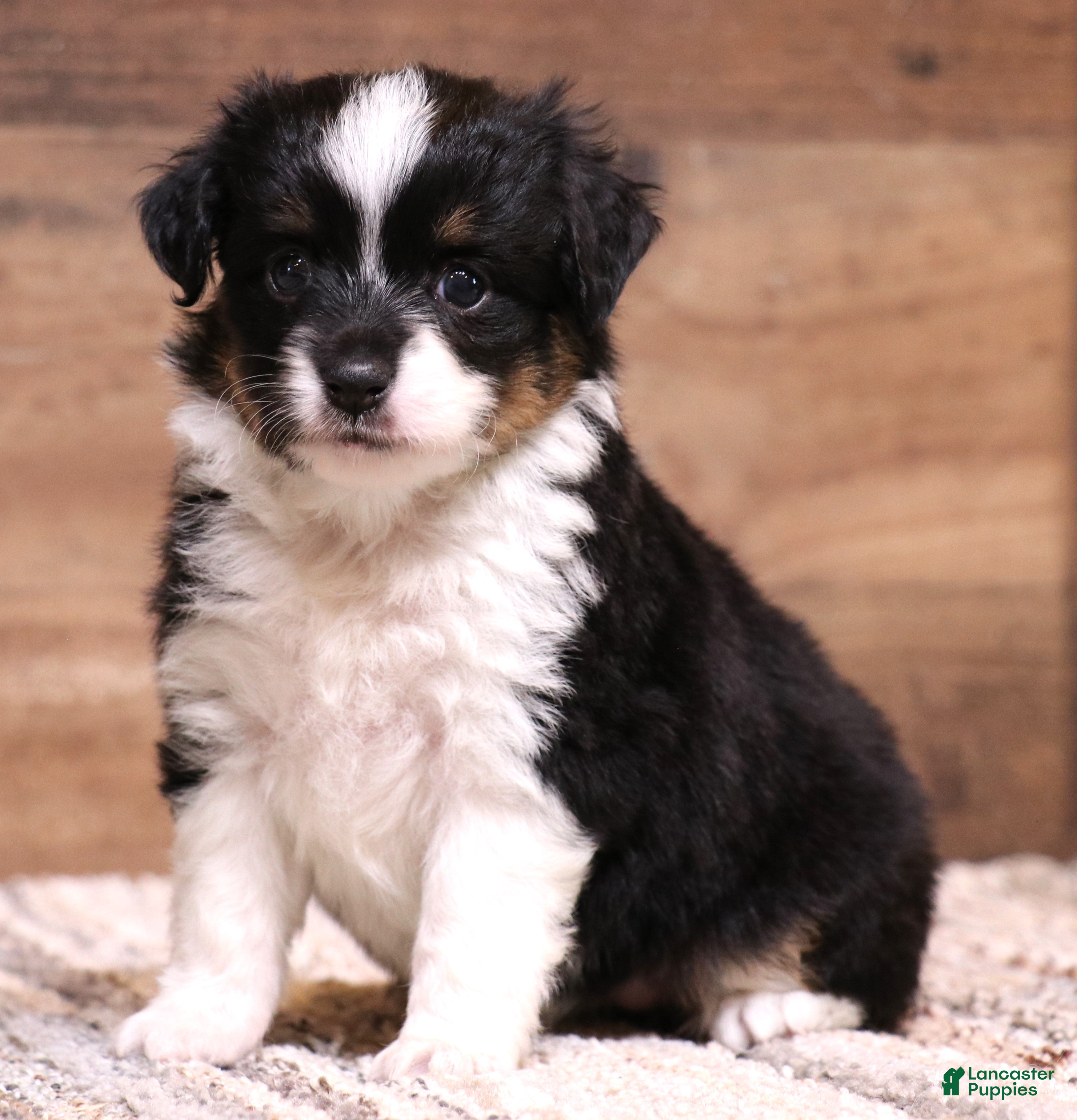 Toy Australian Shepherd dogs Rue adorable black tri female with unique black patch above nose - Ad 4