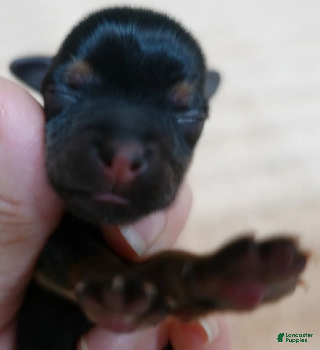 Yorkshire Terrier dogs for sale: Teacup Koda 4 ounces - Ad 1