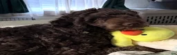 Labradoodle dogs for sale: Milo - Ad 4