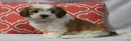 Shihpoo dogs for sale: Esne - Ad 3