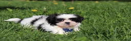 Shih Tzu dogs for sale: Dylan - Ad 7