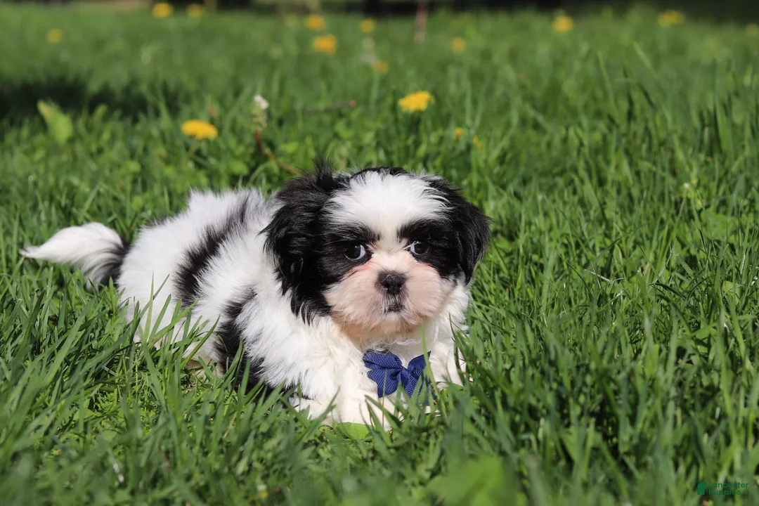Shih Tzu dogs for sale: Dylan - Ad 7