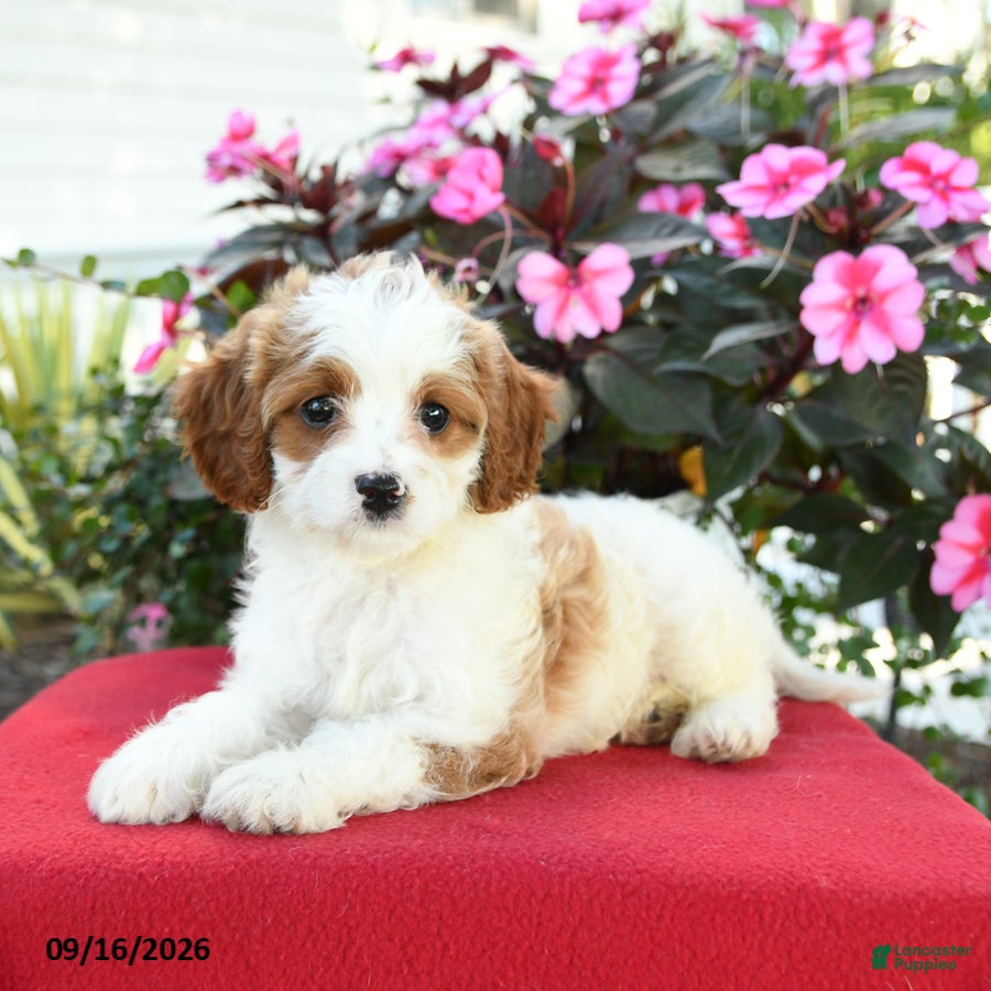 Cavapoo dogs for sale: Jo  - Ad 3