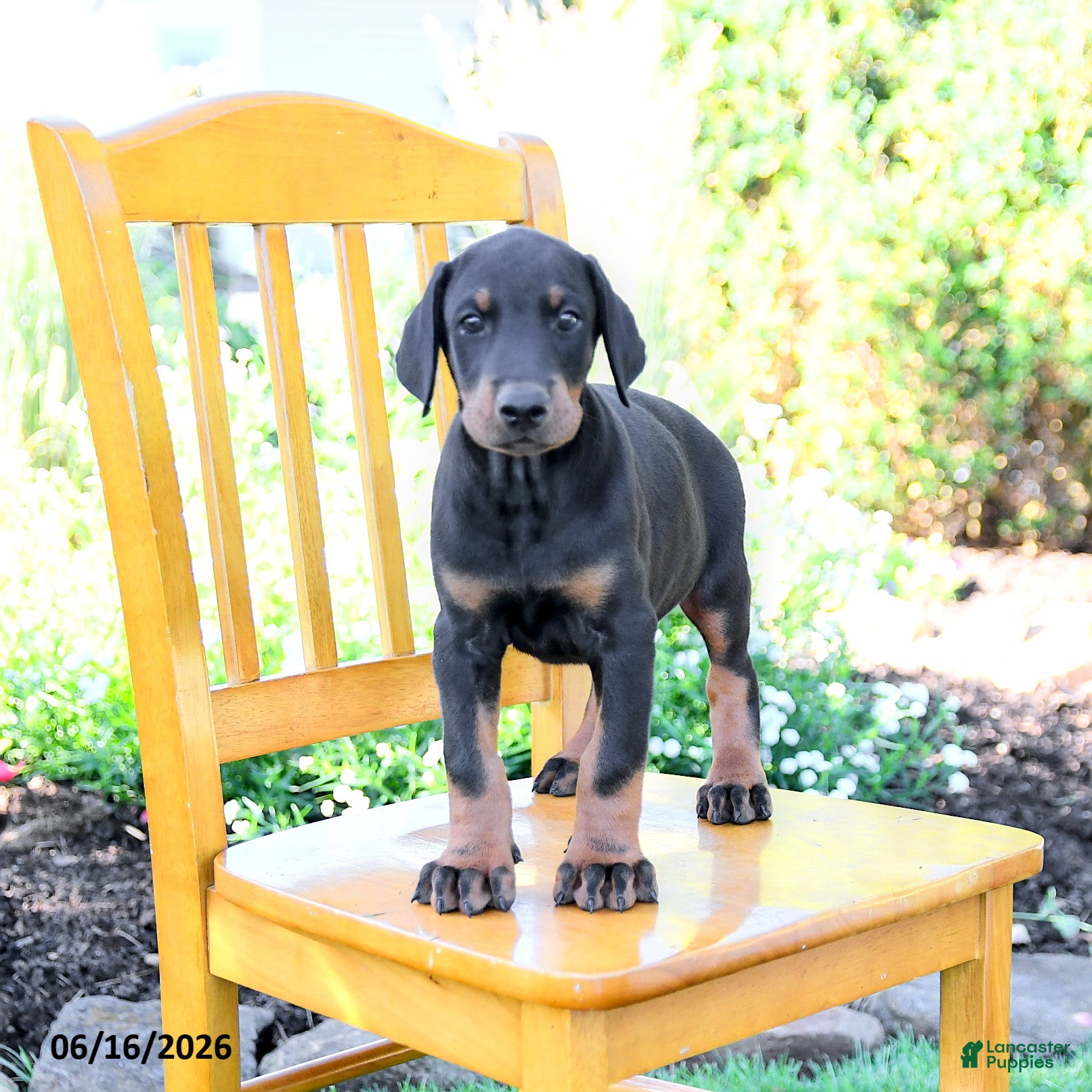 Doberman Pinscher dogs Tristan - Ad 1