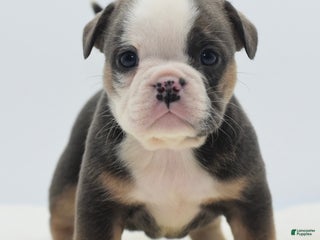 Mixed Breed dogs Savanna Tiny mini bulldog - Ad 22