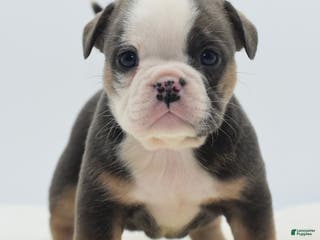 Mixed Breed dogs Savanna Tiny mini bulldog - Ad 42
